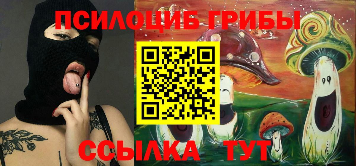Псилоцибиновые грибы Psilocybe Сосновоборск